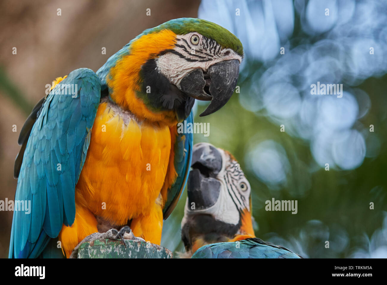 Gelbbrustara, Ara ararauna, Papagei, Vogel, Bird, gelb, blau,  blue-and-yellow macaw , parrot, are Stock Photo - Alamy