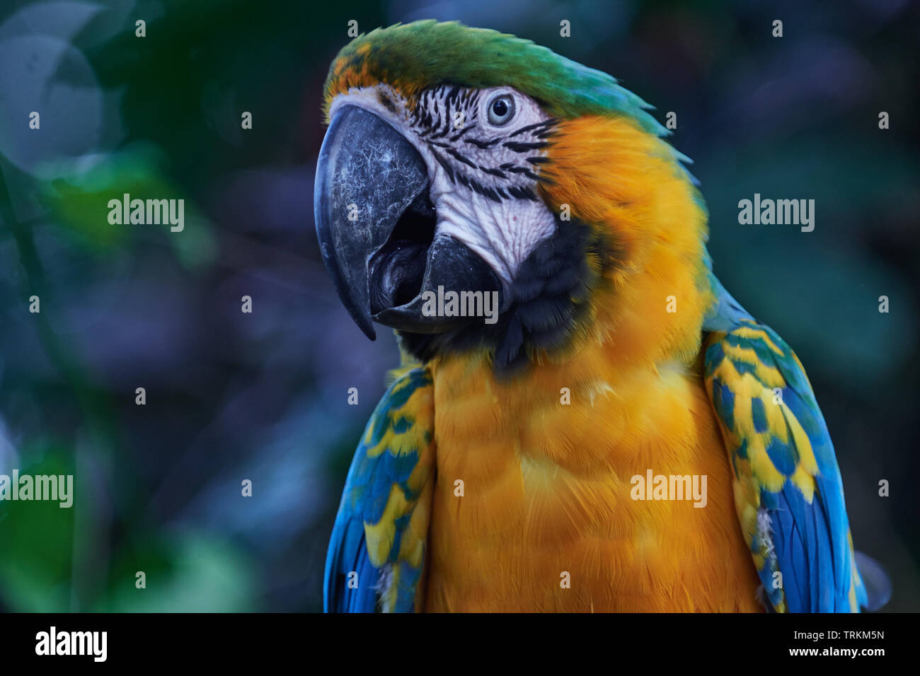 Gelbbrustara, Ara ararauna, Papagei, Vogel, Bird, gelb, blau,  blue-and-yellow macaw , parrot, are Stock Photo - Alamy