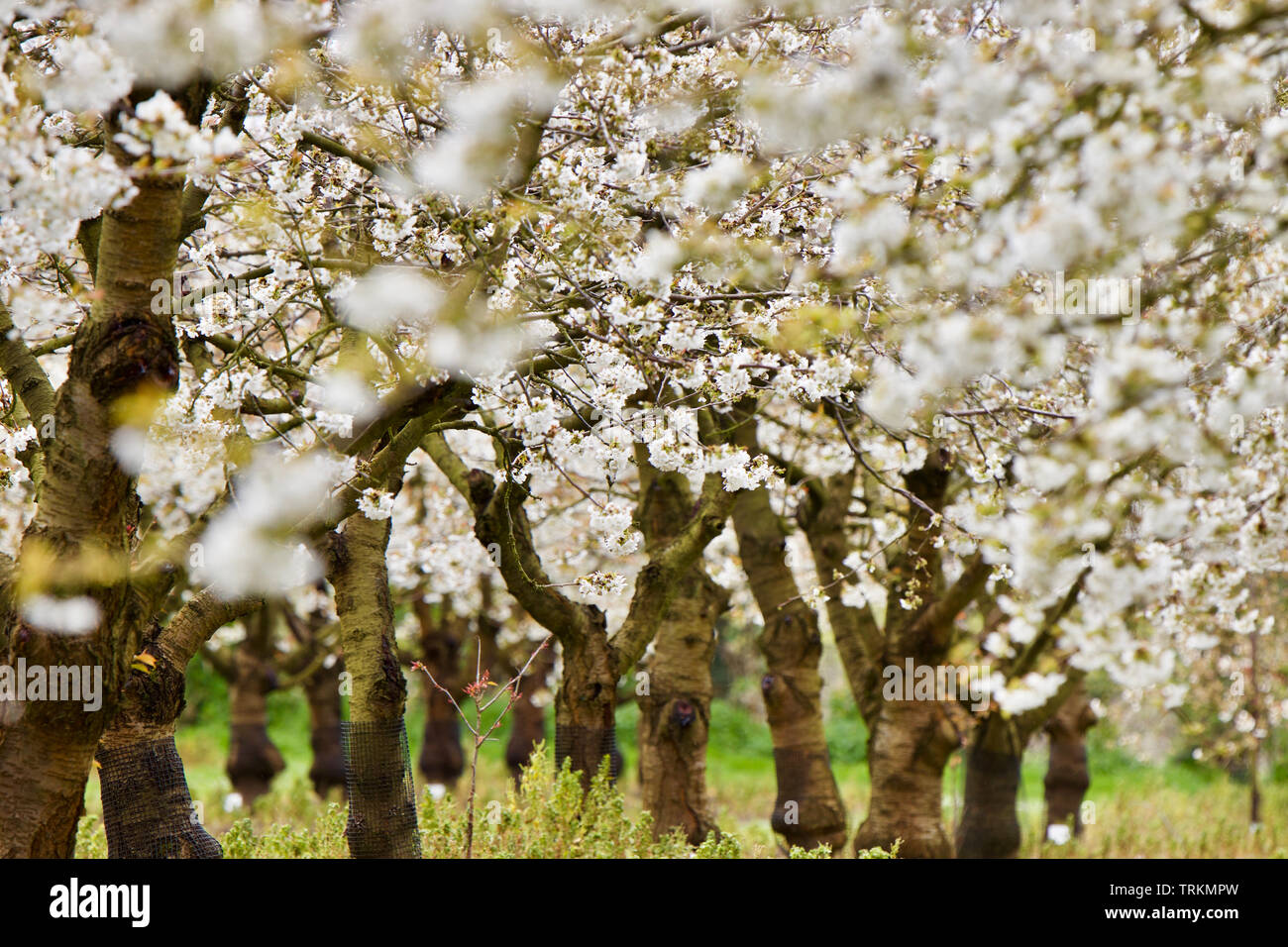 Pear Trees, Spring Blossom in South East England Stock Photo