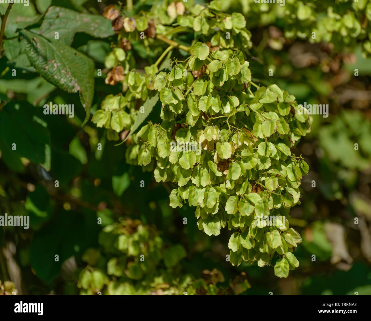 Tripterygium regelii Sprague et Takeda (Regel's Threewingnut) - seeds close-up. Stock Photo