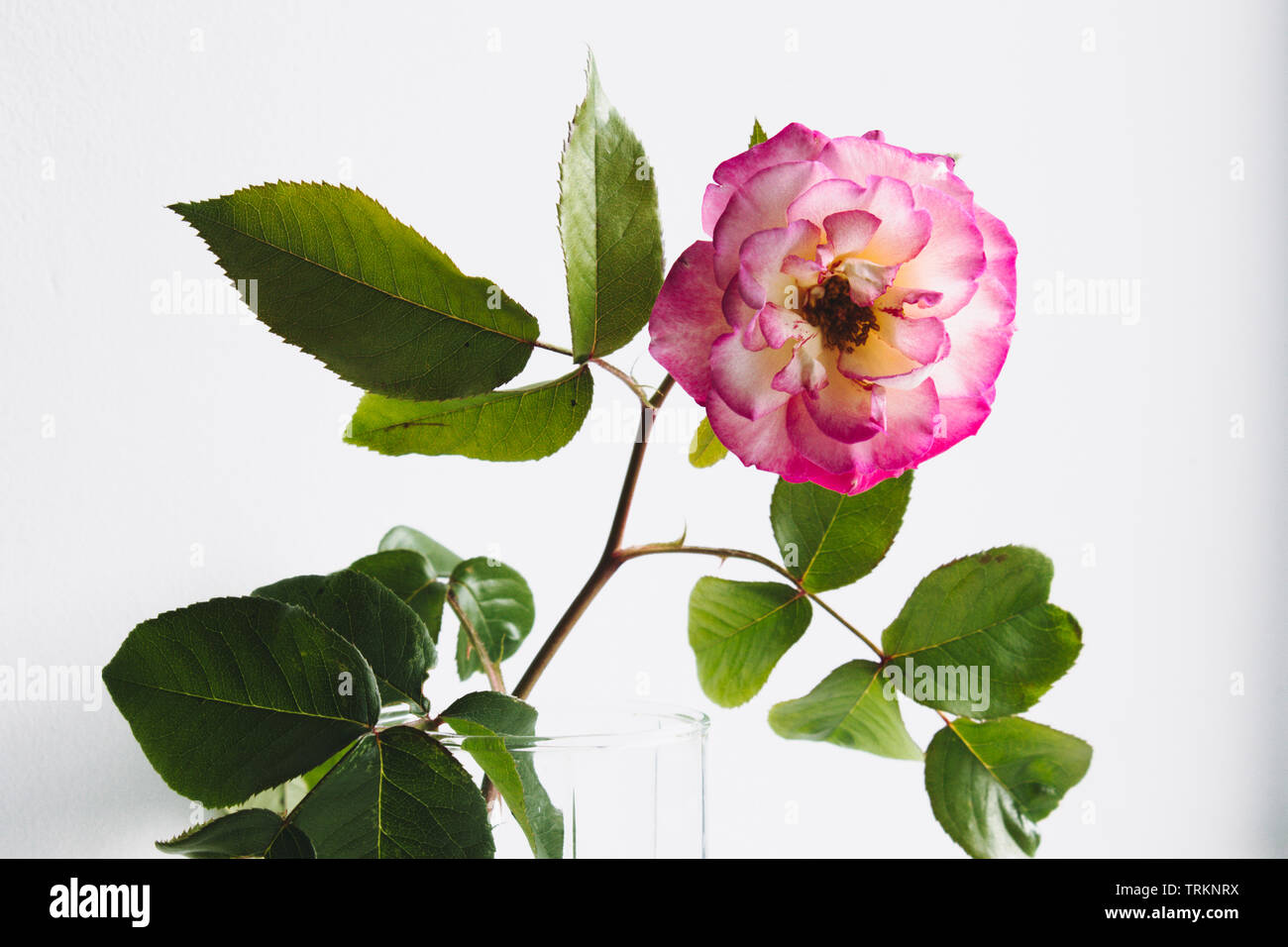 Pink rose in a vase on a white background. Close-up Stock Photo - Alamy