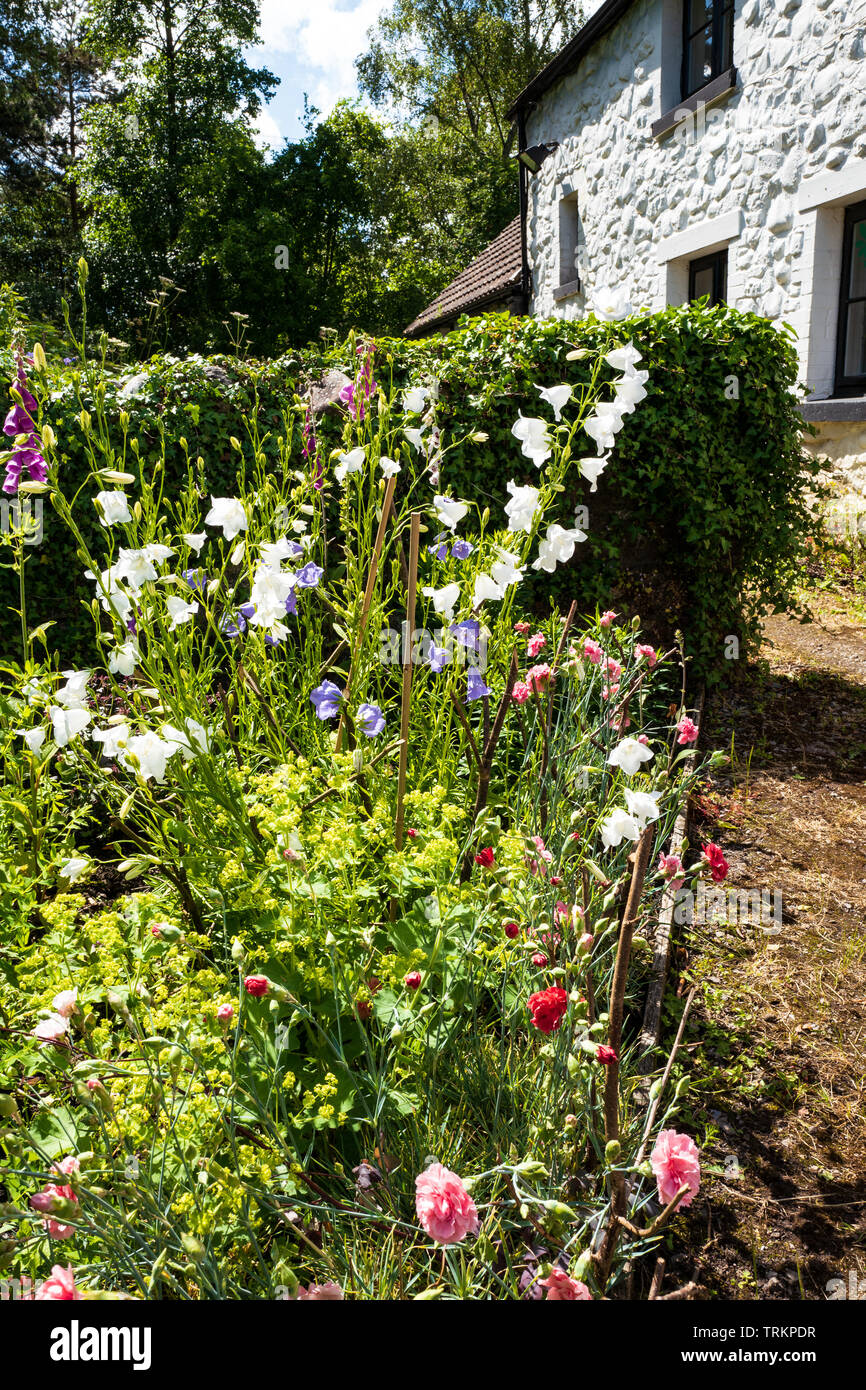 Daisies and cottage garden hi-res stock photography and images - Alamy