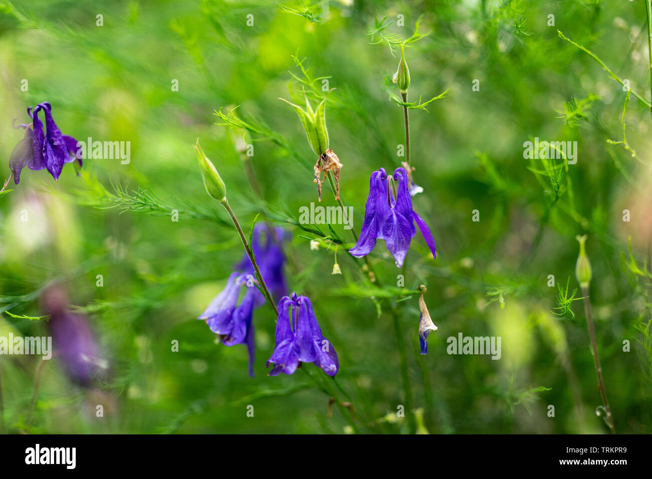 Aquilegia vulgaris aka Common columbine of different colors in garden