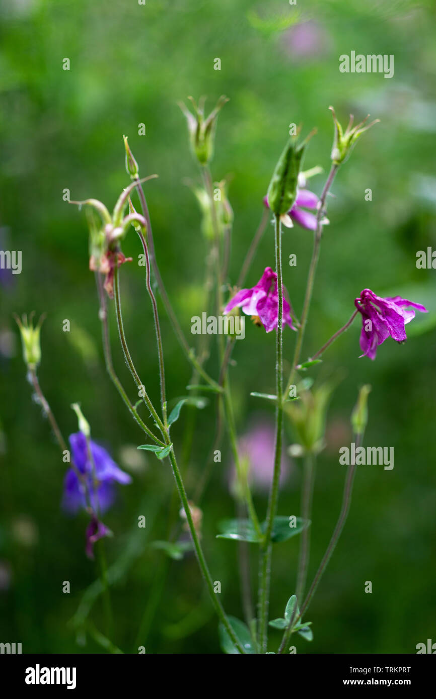 Aquilegia vulgaris aka Common columbine of different colors in garden