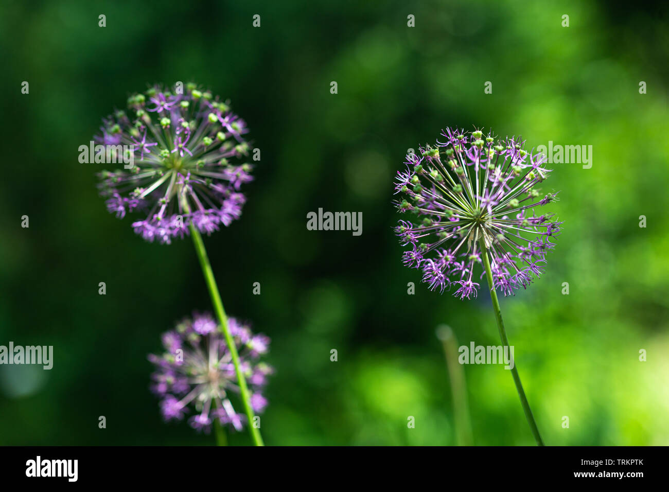 Purple allium nutans onion flowers closeup Stock Photo