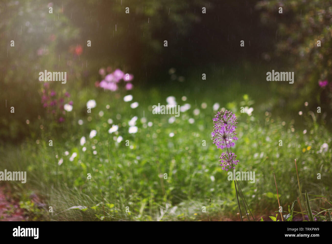 Purple onion flowers hi-res stock photography and images - Alamy