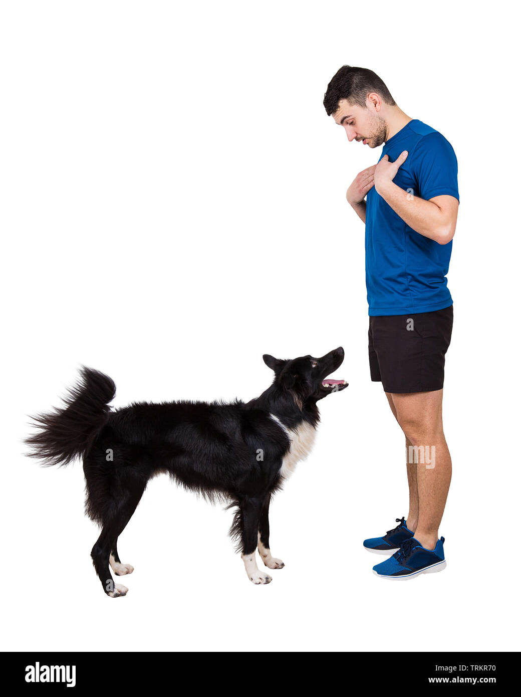 Sporty guy talking to his border collie dog showing hand gestures isolated over white background. Side view full length owner training his puppy pet, Stock Photo