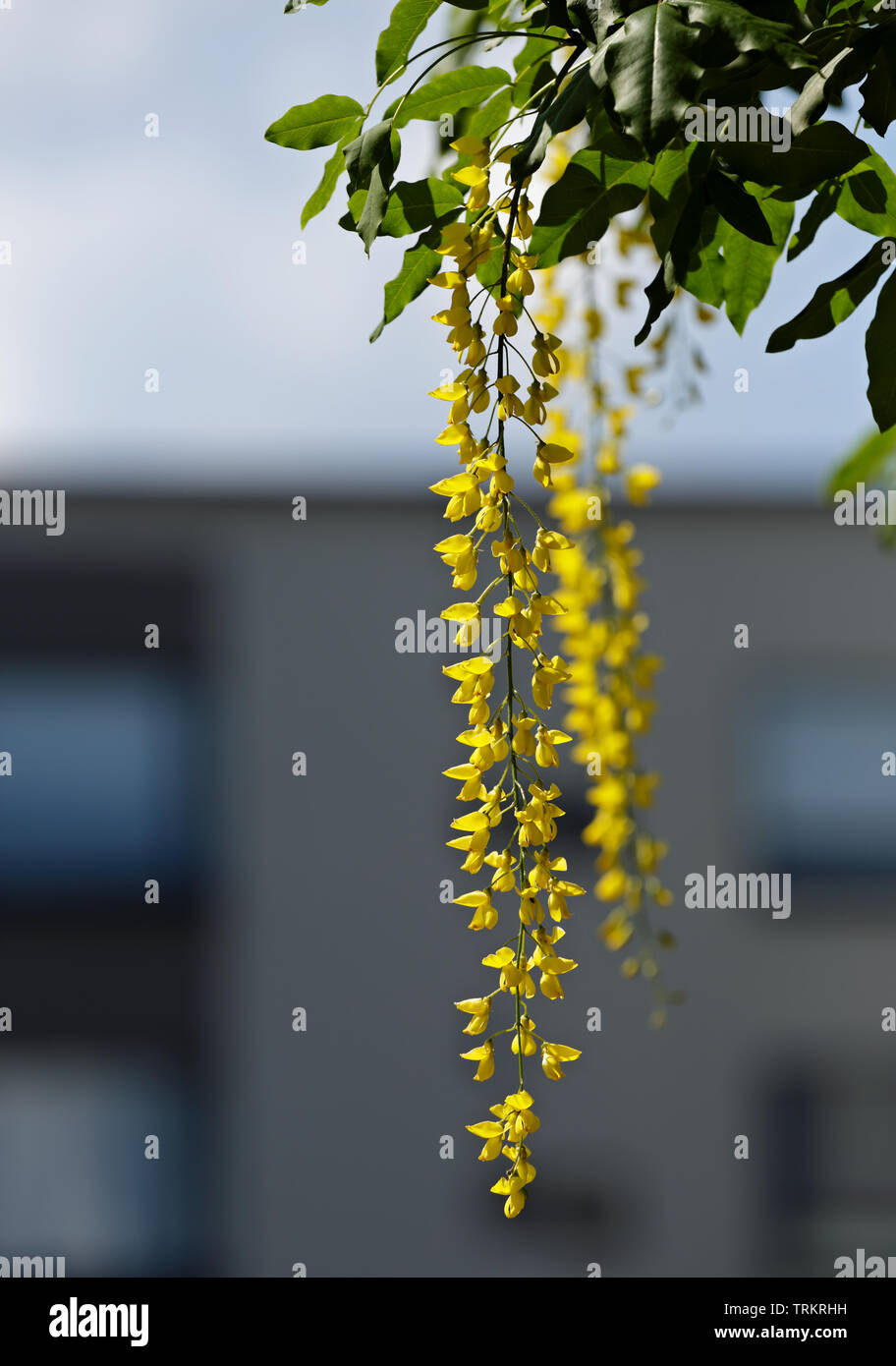 Golden rain tree (laburnum alpinum) blooming with long hanging beautiful stem Stock Photo
