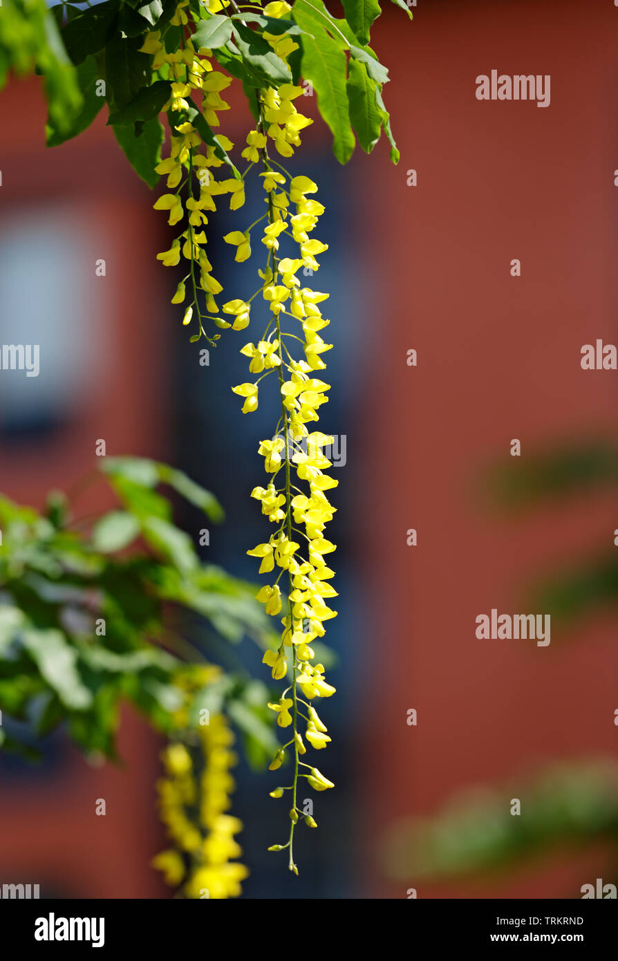 Golden rain tree (laburnum alpinum) blooming with long hanging beautiful stem Stock Photo