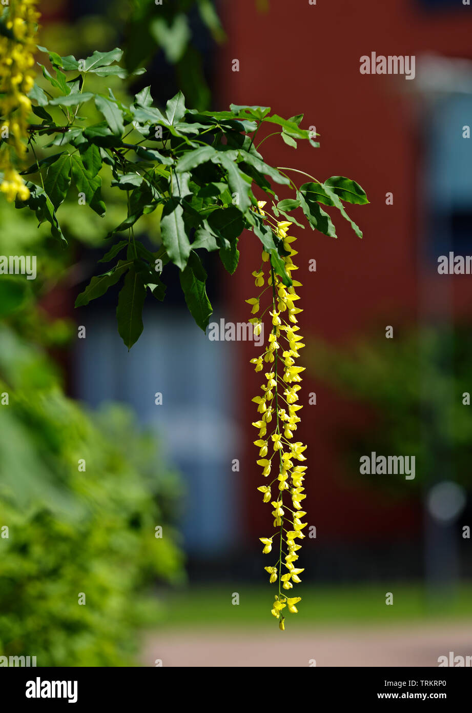 Yellow Flowers Long Stem Stock Photos & Yellow Flowers Long Stem Stock