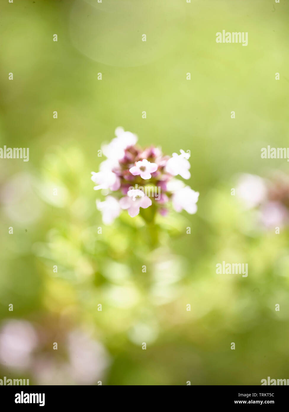 Close-up of thyme herb flower growing in a London garden, England, United Kingdom, Europe Stock Photo