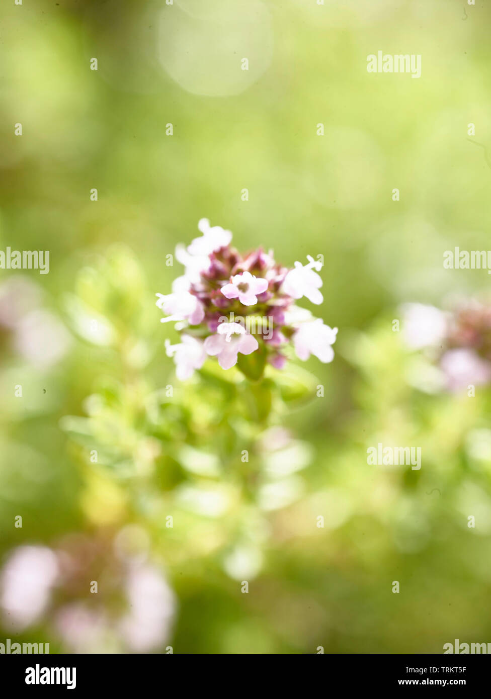 Close-up of thyme herb flower growing in a London garden, England, United Kingdom, Europe Stock Photo