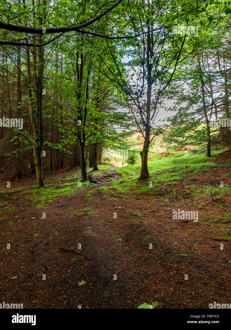 Path through deciduous woodland in North Yorkshire Stock Photo