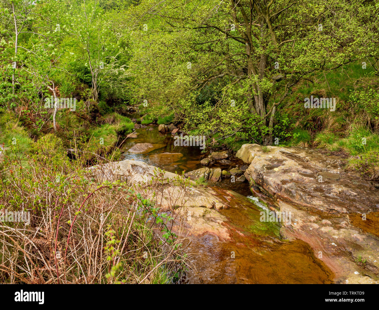 Moorish Rocks Rock bushes on moorland hi-res stock photography and images - Alamy
