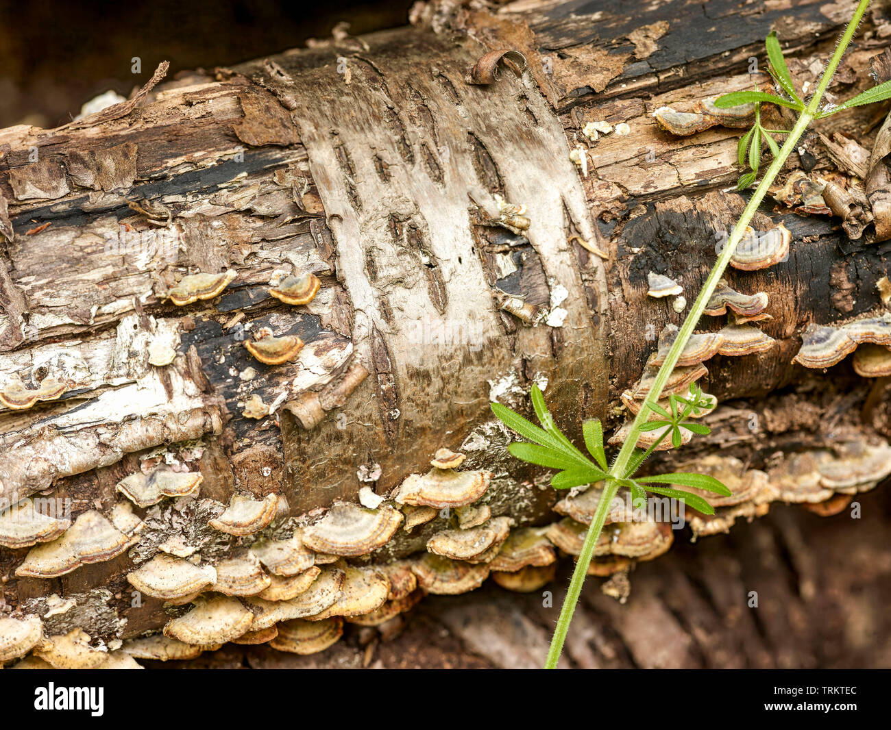 Abstract of cut logs showing the natural patterns of nature Stock Photo