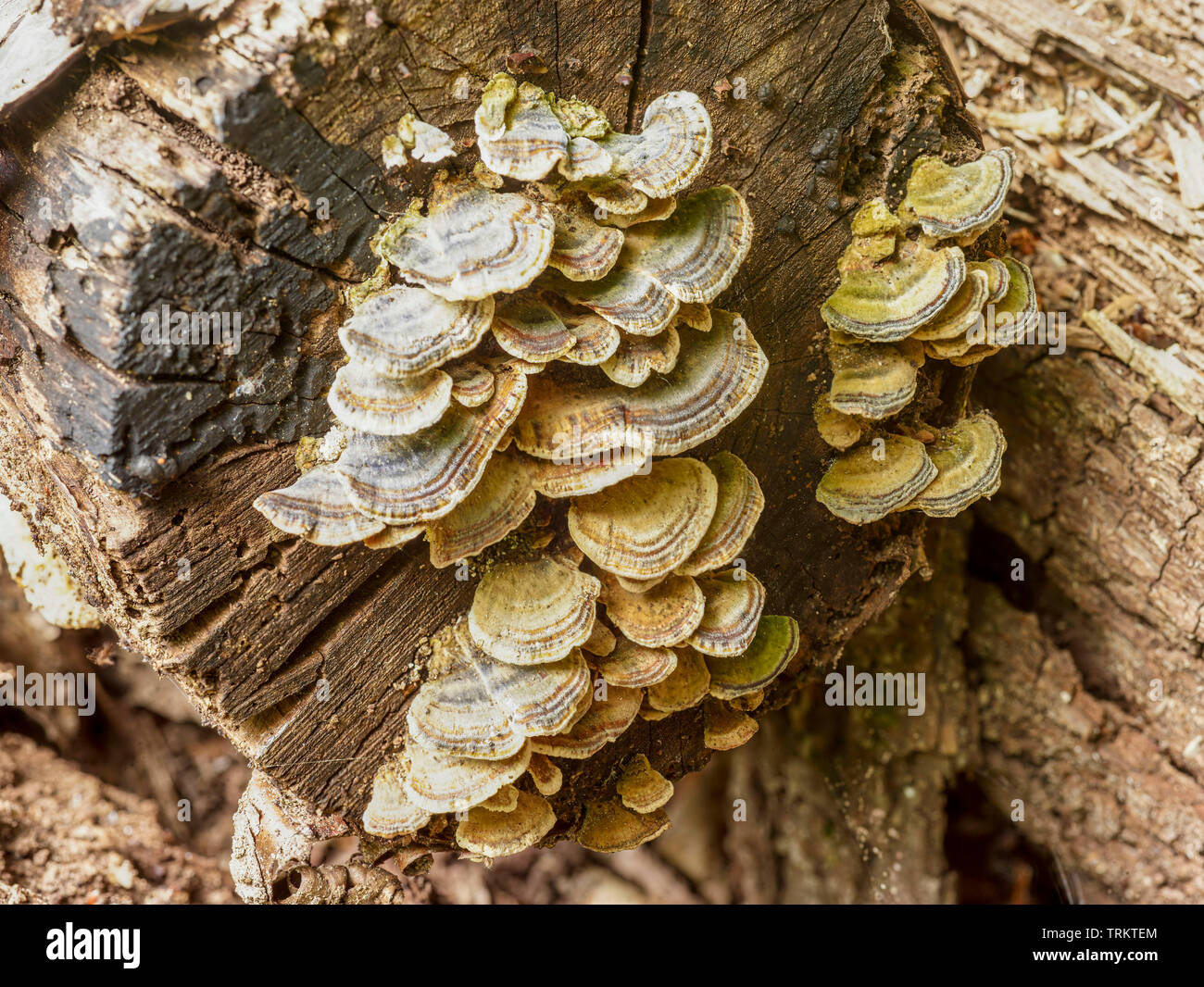 Abstract of cut logs showing the natural patterns of nature Stock Photo