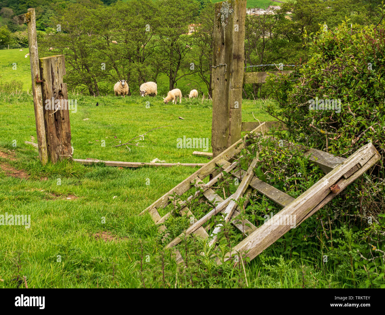 Sheep grazing by fallen down broken wooden five bar gate near Dalby, North Yorks Stock Photo