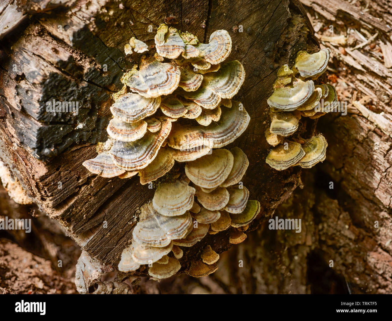 Abstract of cut logs showing the natural patterns of nature Stock Photo