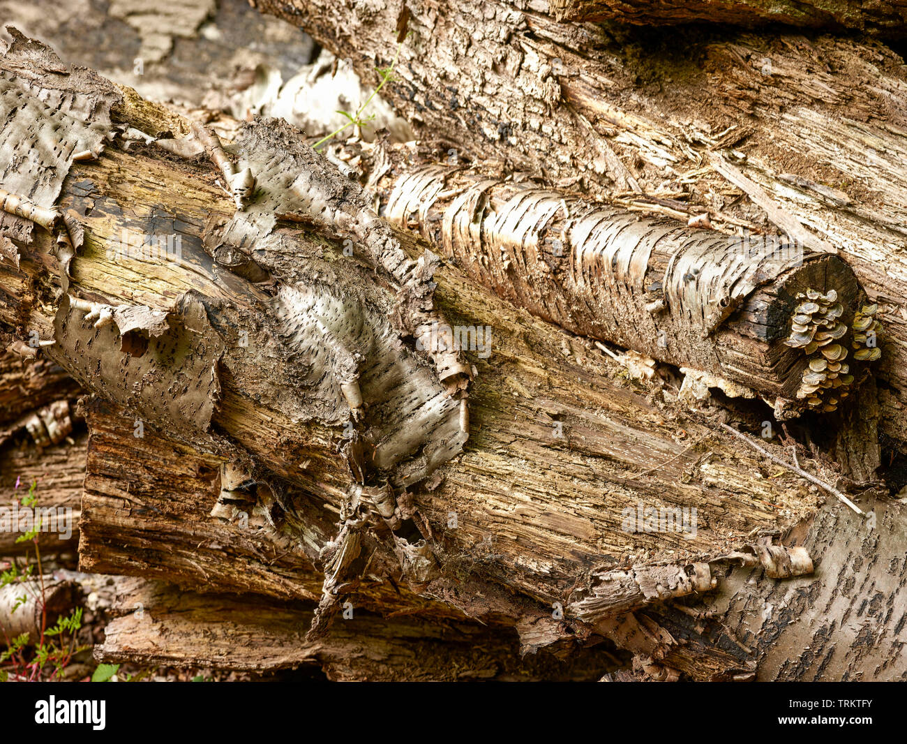 Abstract of cut logs showing the natural patterns of nature Stock Photo