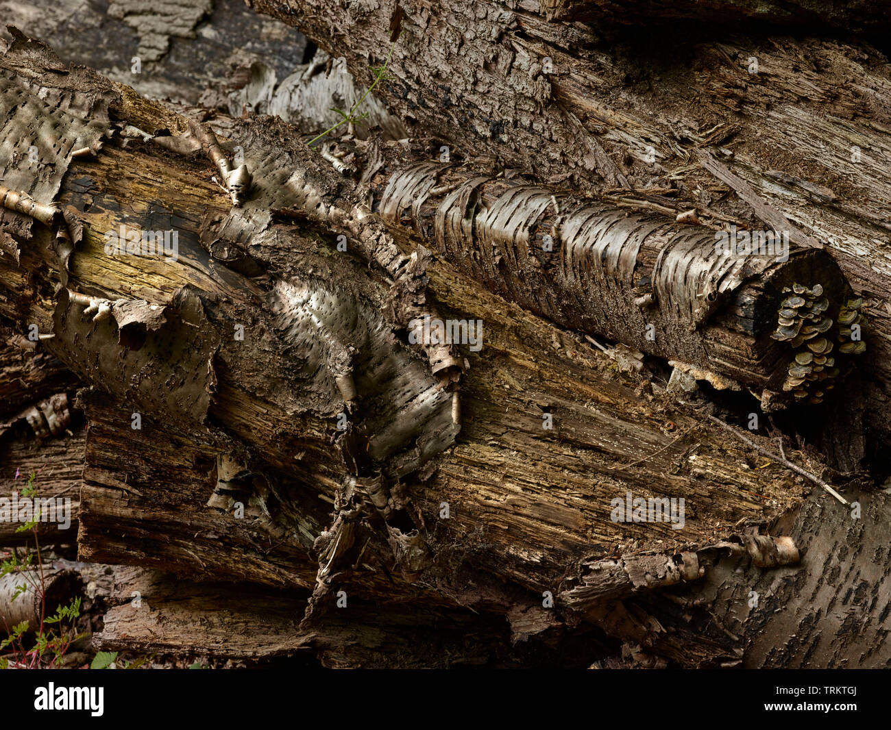 Abstract of cut logs showing the natural patterns of nature Stock Photo