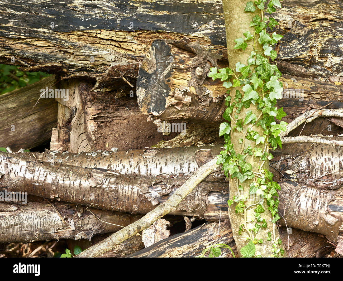 Abstract of cut logs showing the natural patterns of nature Stock Photo