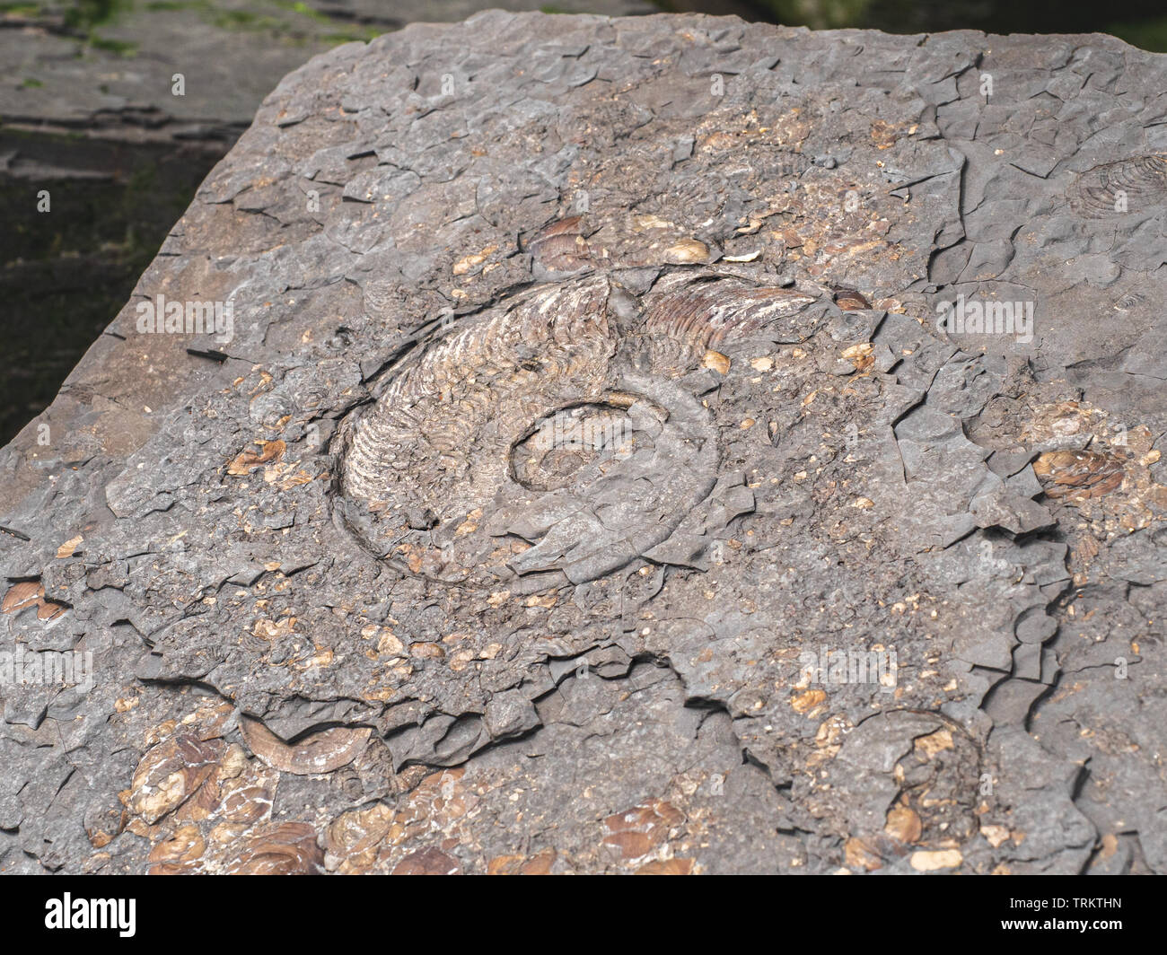 Fossilised Ammonite on Sandsend Foreshore in North Yorkshire The rocky beach is popular with fossil hunters, tourists and holiday makers Stock Photo