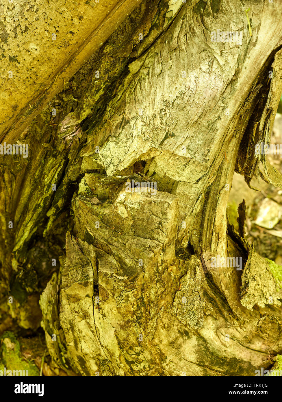 Abstract of cut logs showing the natural patterns of nature Stock Photo