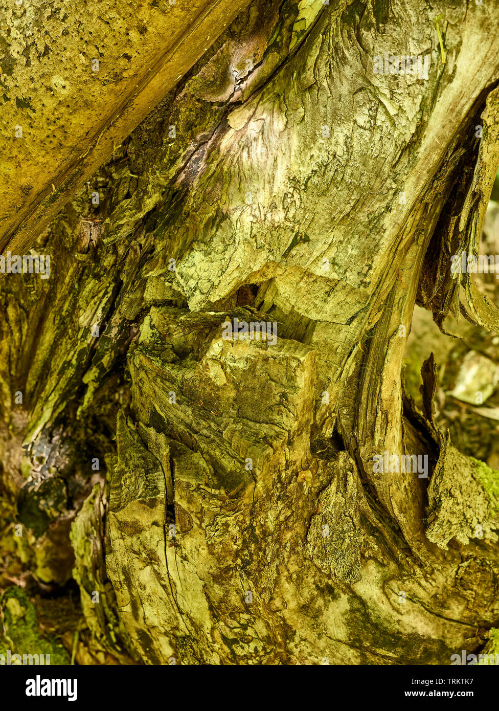 Abstract of cut logs showing the natural patterns of nature Stock Photo