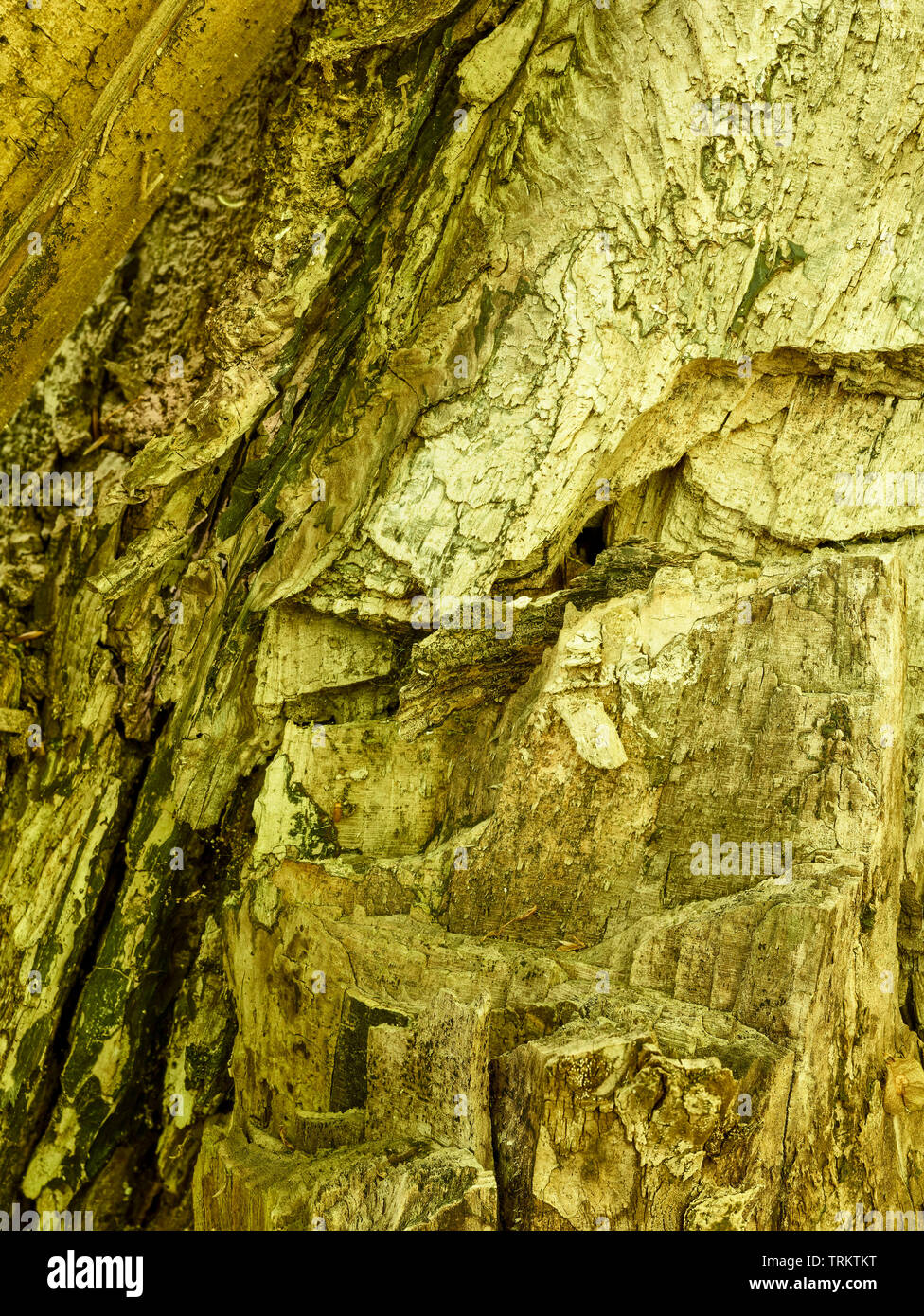 Abstract of cut logs showing the natural patterns of nature Stock Photo