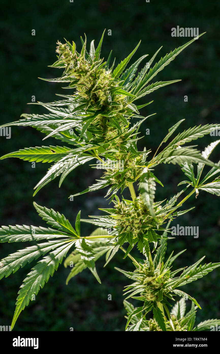 Flowering cannabis indica Marijuana plant flowering Stock Photo