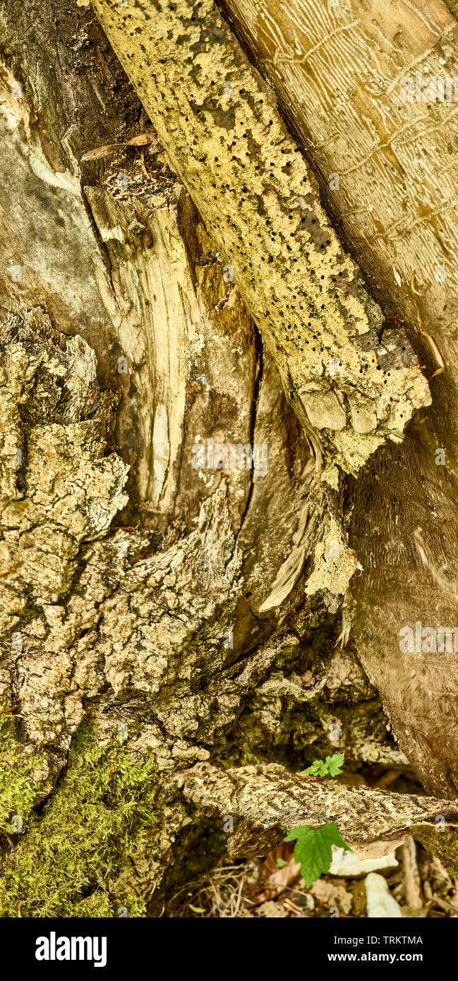 Abstract of cut logs showing the natural patterns of nature Stock Photo