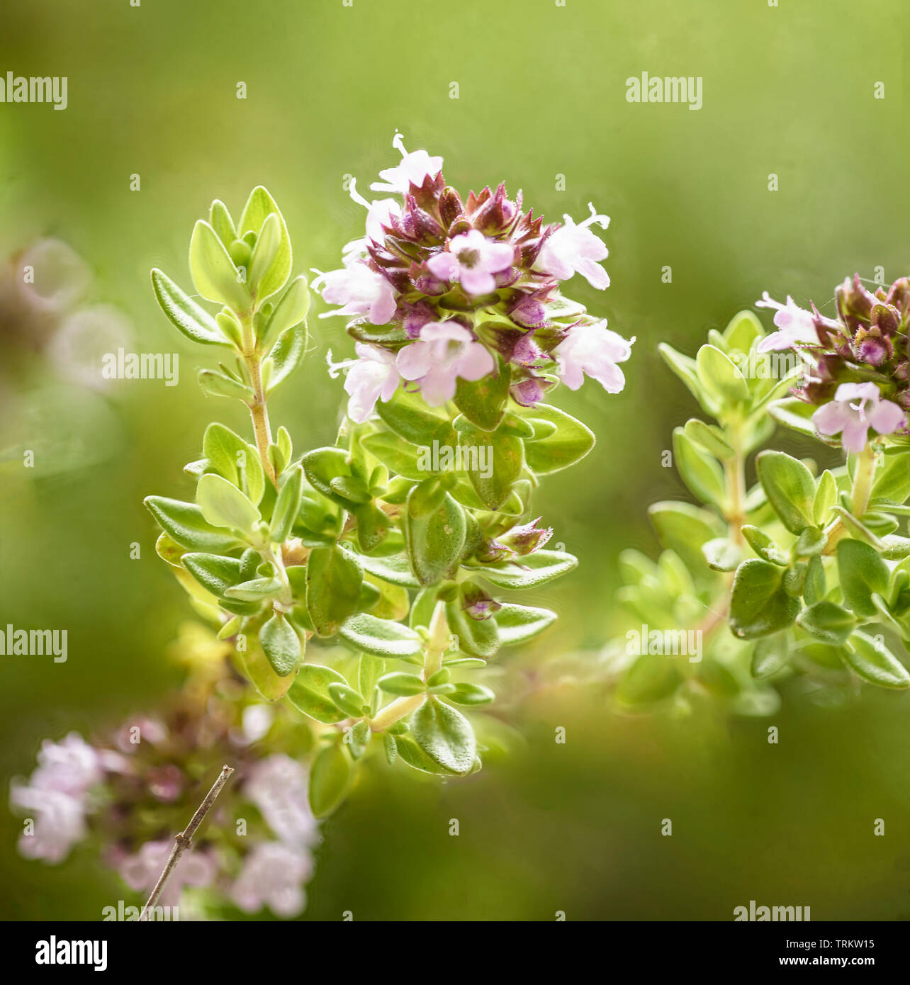 Very close up thyme plant in flower food and nature portrait Stock Photo