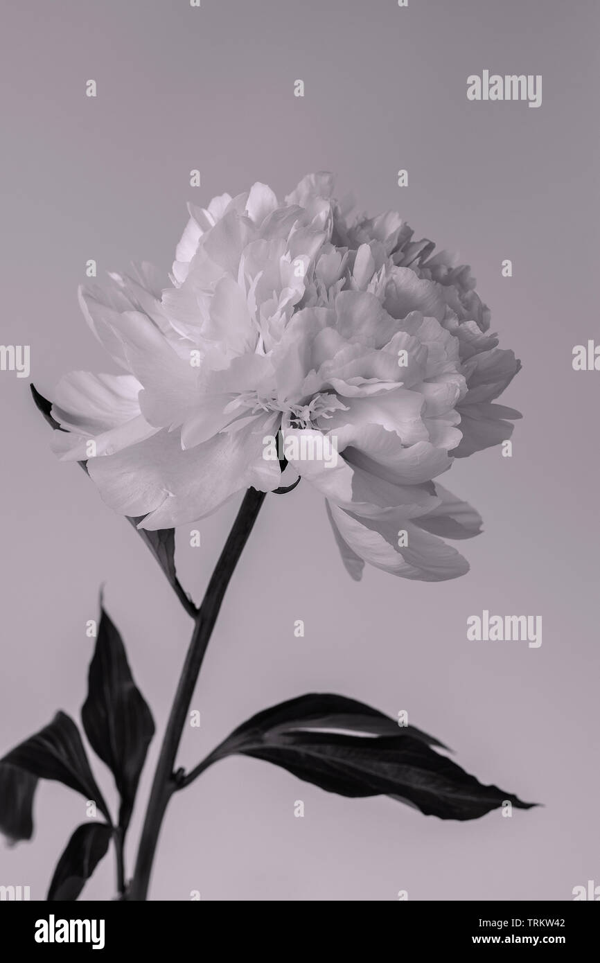 A single double Peony flower with leaves showing its fine details against a white background Stock Photo