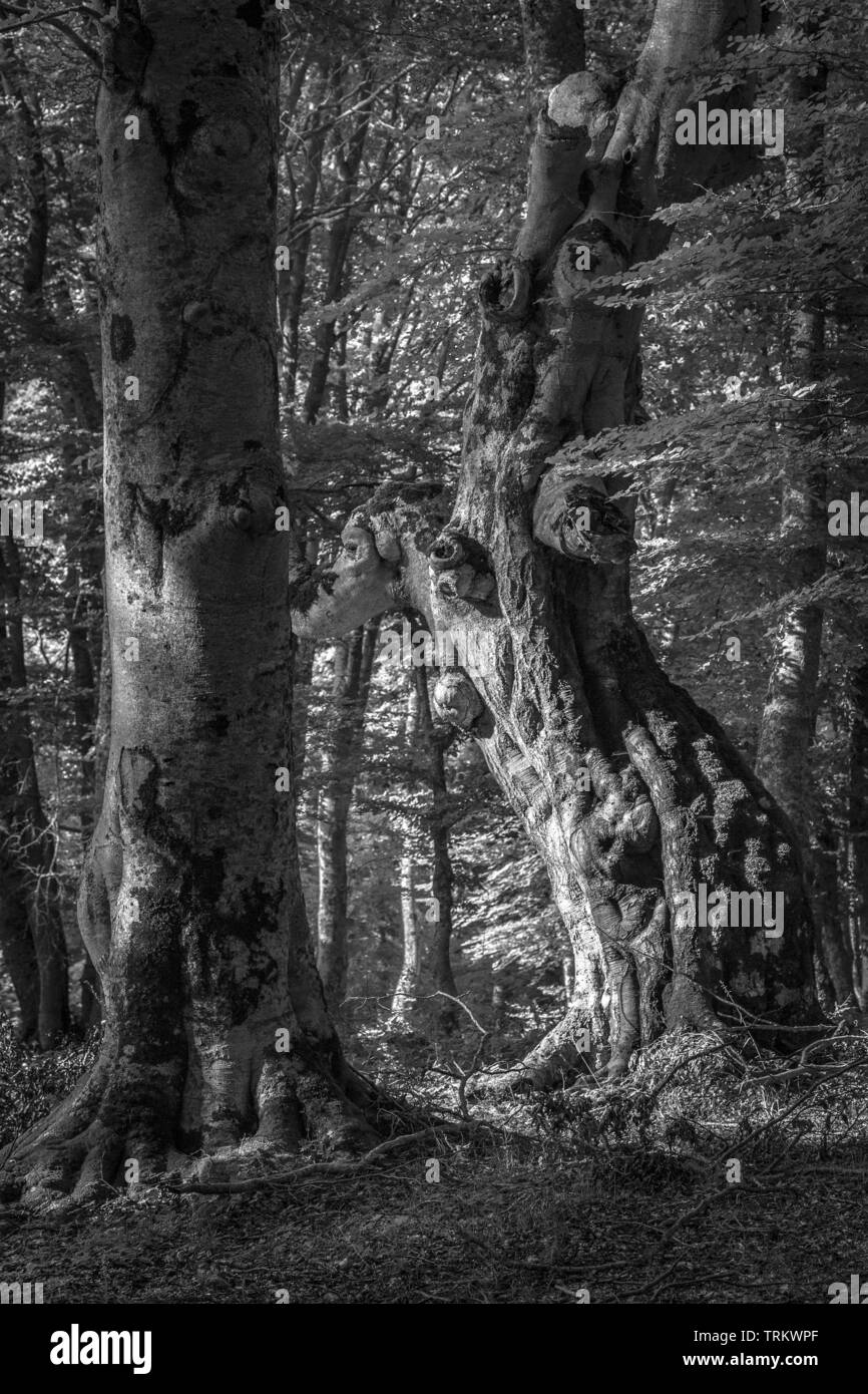 saint Antonio wood, beech trees in black and white. Abruzzo Stock Photo