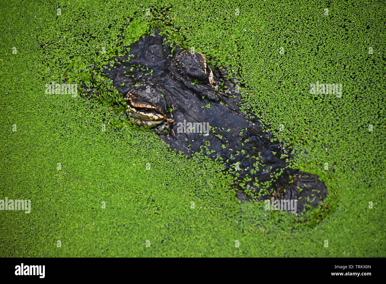 Close up portrait of alligator crocodile looking out of green duckweed hiding in water ambush, elevated top view Stock Photo