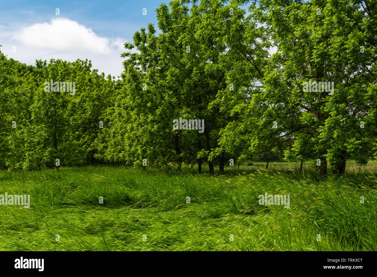 Trees with beautiful field in the background. Serena, Illinois, USA