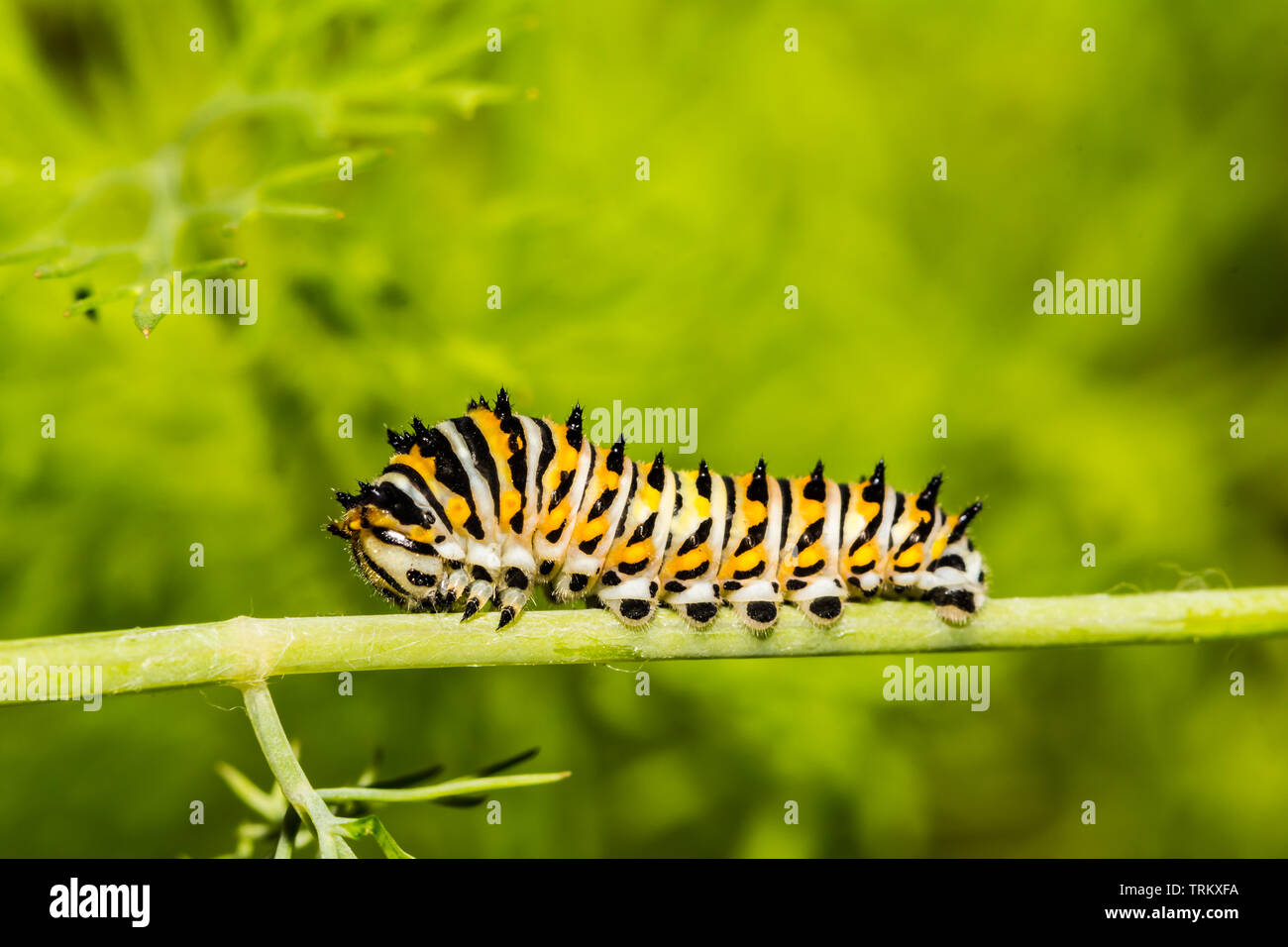 Black Swallowtail Caterpillar (Papilio polyxenes) Stock Photo