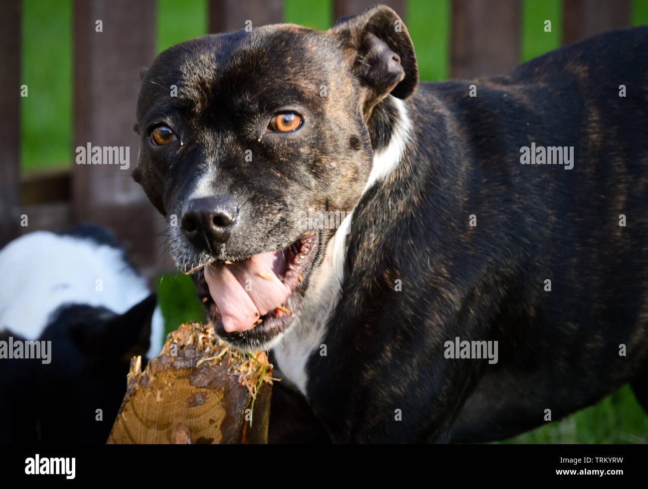 Staffordshire Bull Terrier dog chewing a piece of wood that she shouldn't be! Stock Photo