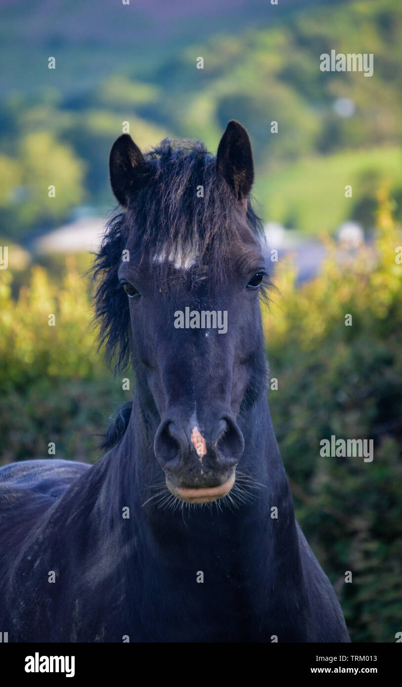 Black Welsh Section D cob looking straight ahead into the camera, headshots Stock Photo