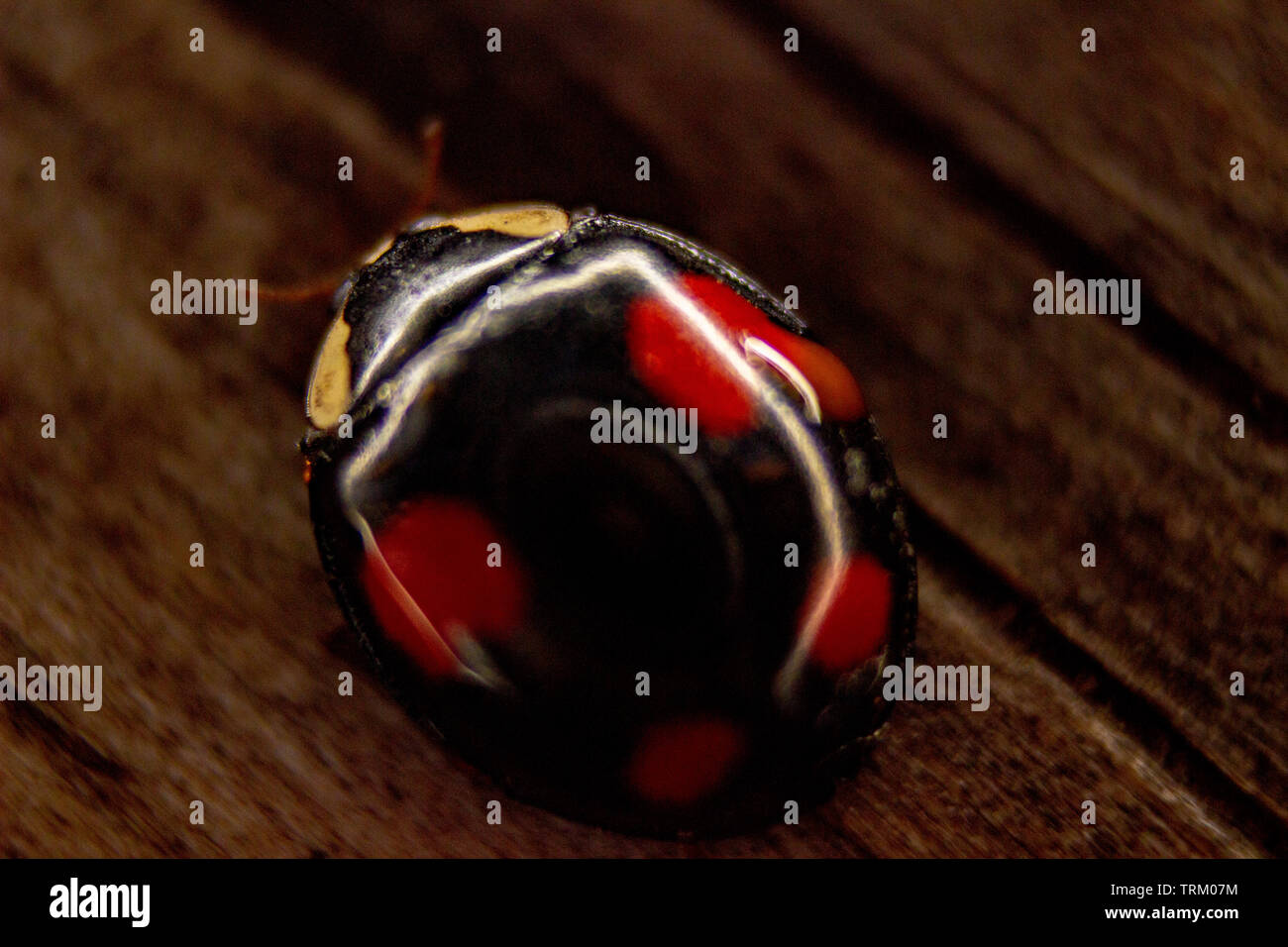 The photo of red and black lady bug on the wood Stock Photo