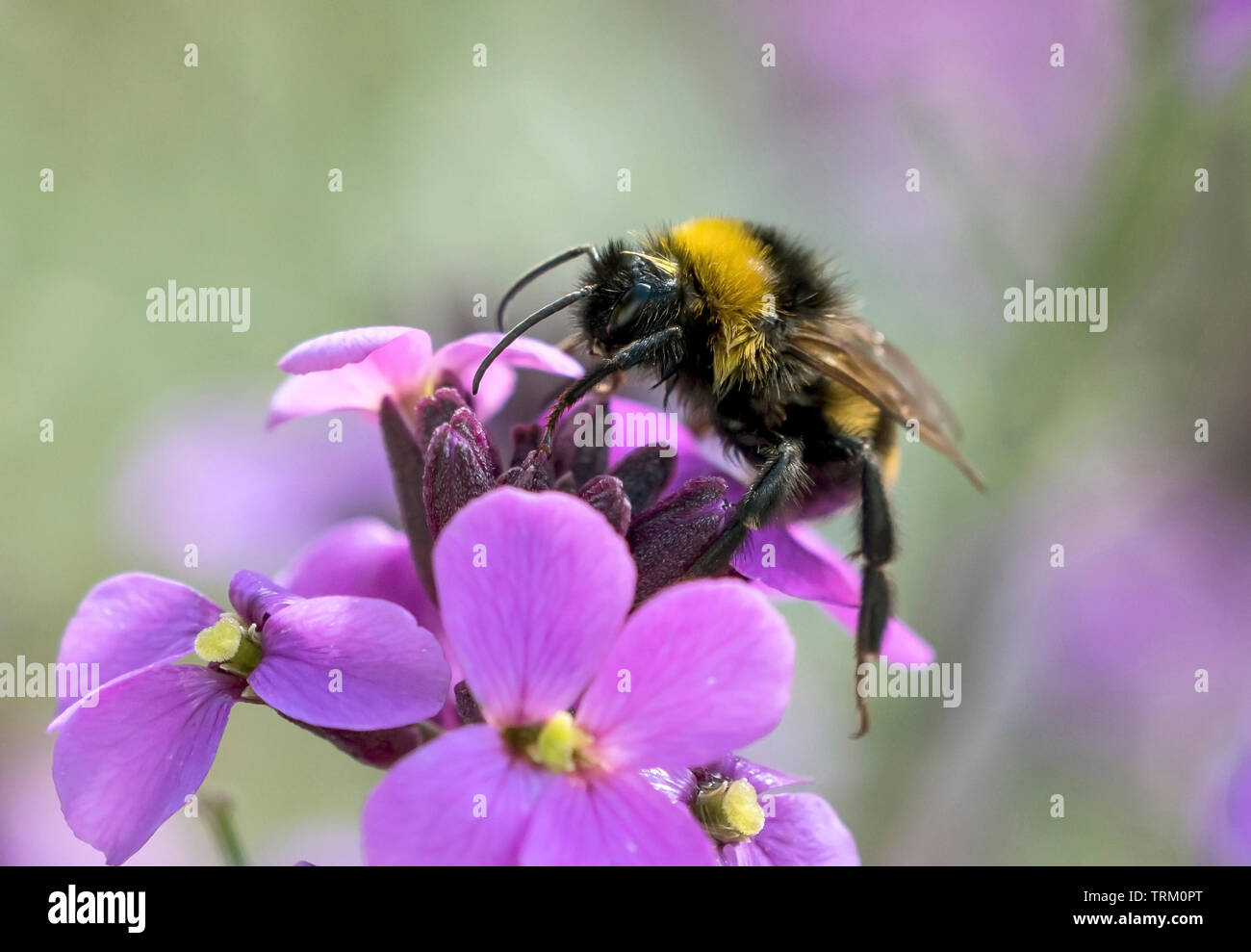 Bee collecting pollen Stock Photo
