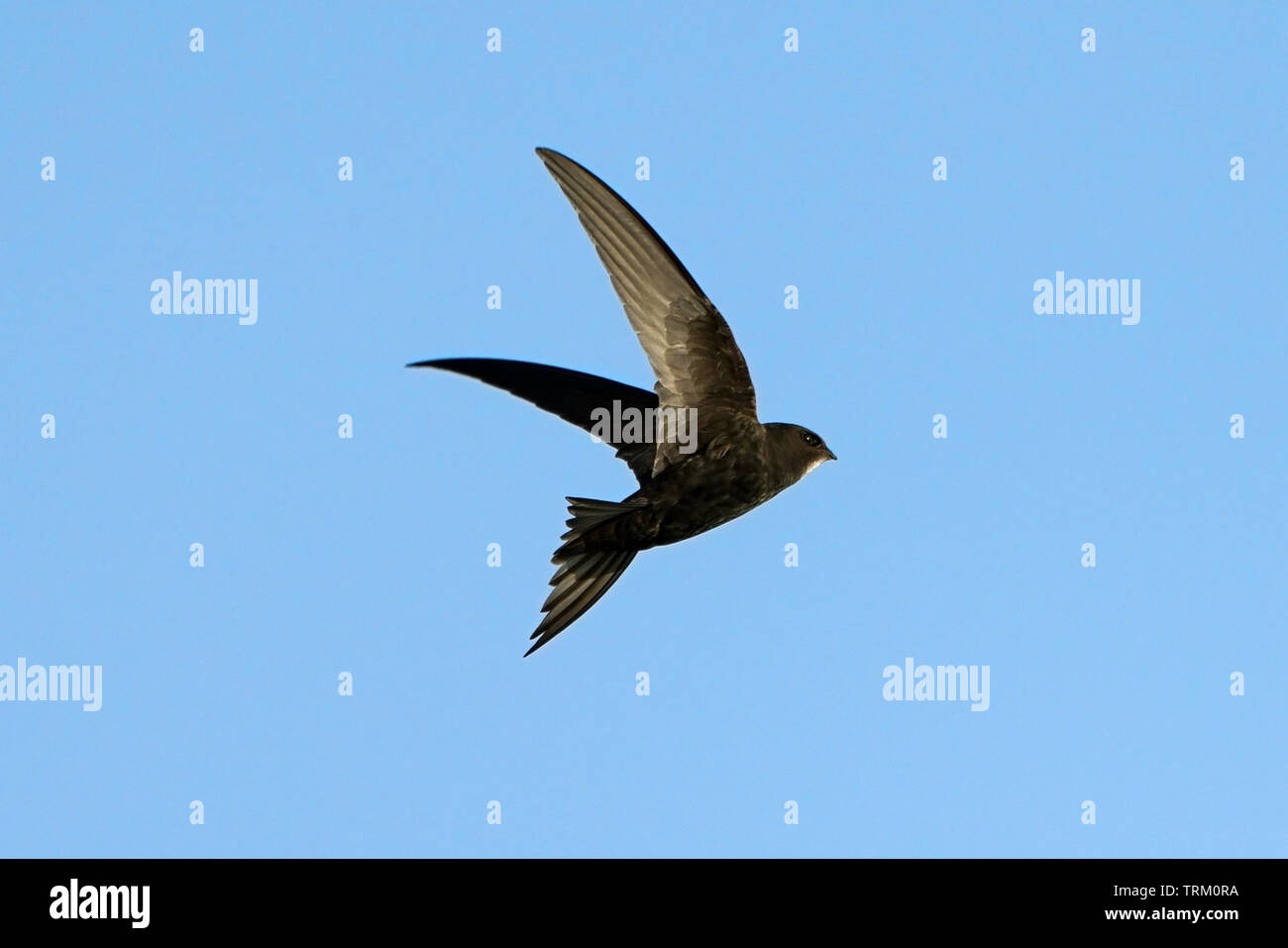 Swift in flight Stock Photo