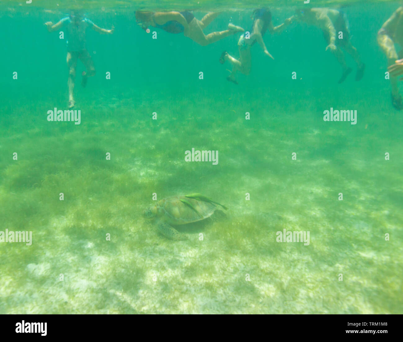 TORTUGA VERDE O BLANCA - GREEN SEA TURTLE (Chelonia mydas), Playa Akumal, Estado de Quntana Roo, Península de Yucatán, México Stock Photo