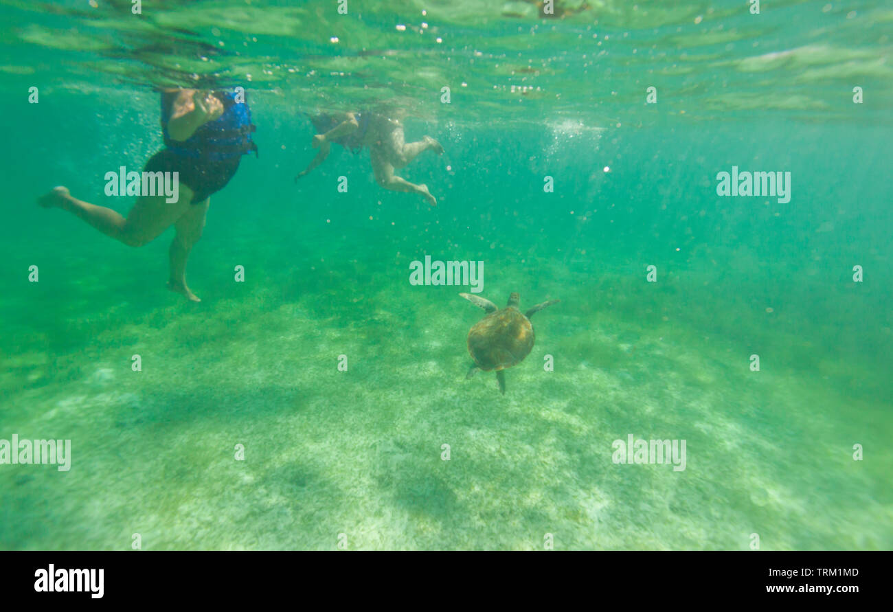 TORTUGA VERDE O BLANCA - GREEN SEA TURTLE (Chelonia mydas), Playa Akumal, Estado de Quntana Roo, Península de Yucatán, México Stock Photo