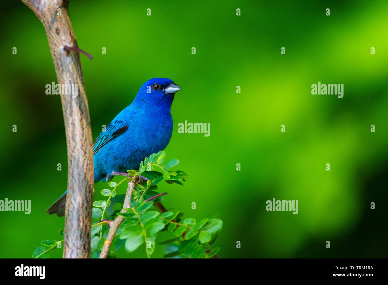 An Indigo bunting poses on the branch of a sapling honeylocust. Stock Photo