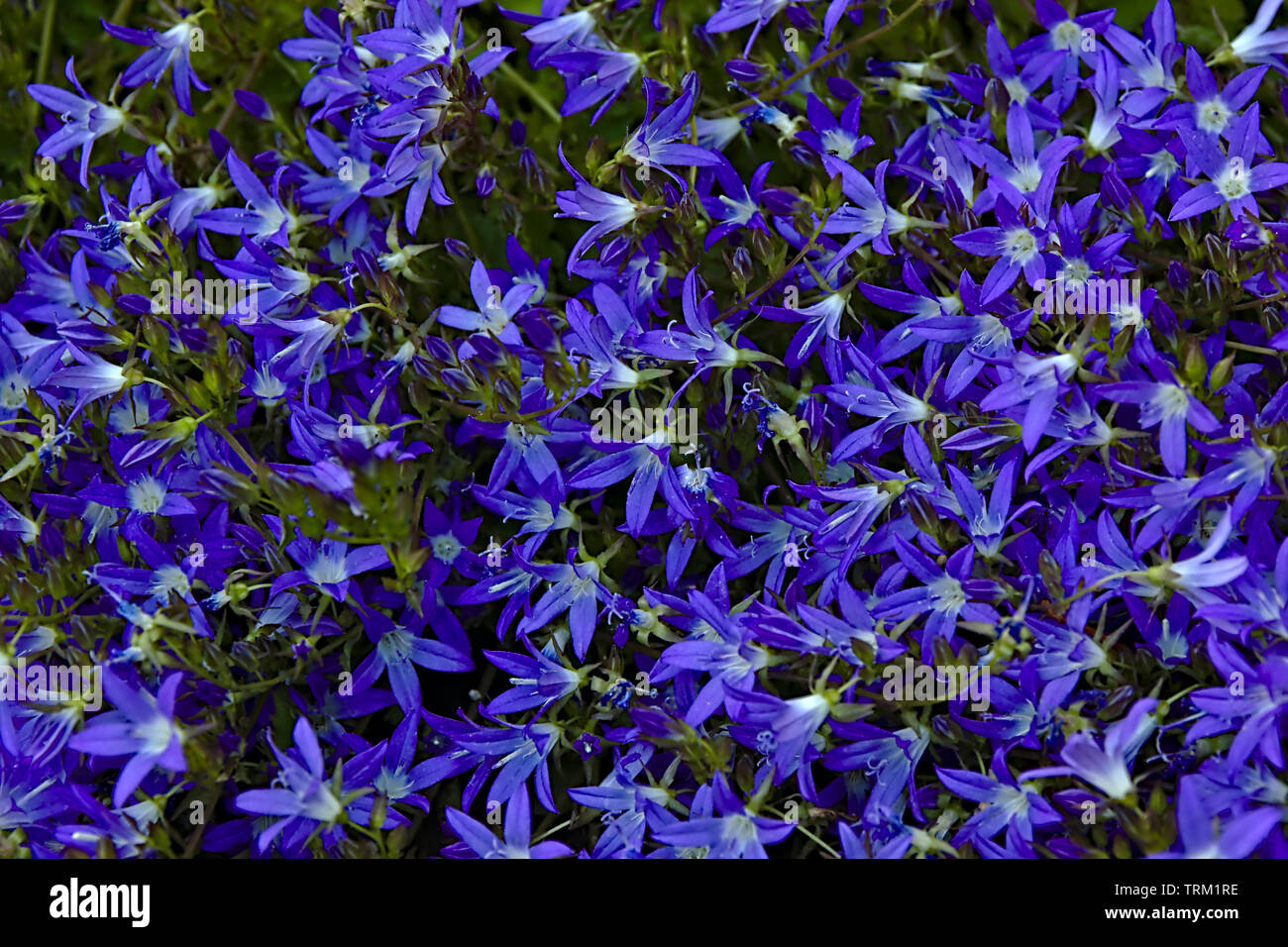 Campanula blue blossom Stock Photo