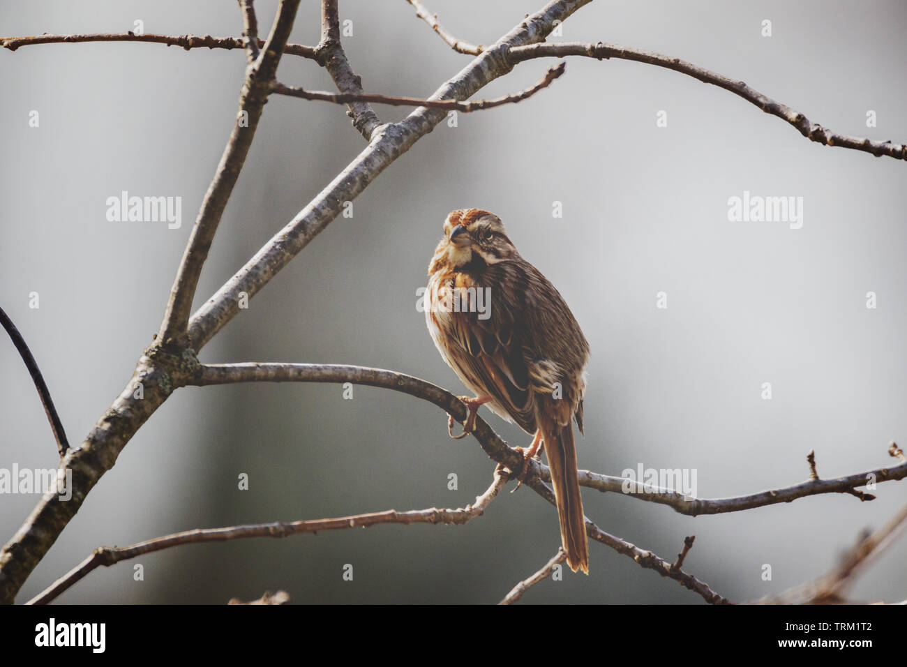 A song sparrow on a small branch of a chinkapin oak. Stock Photo