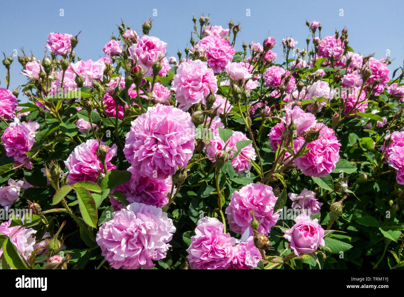 Pink climbing Rose, Rosa 'Blush Damask' Stock Photo