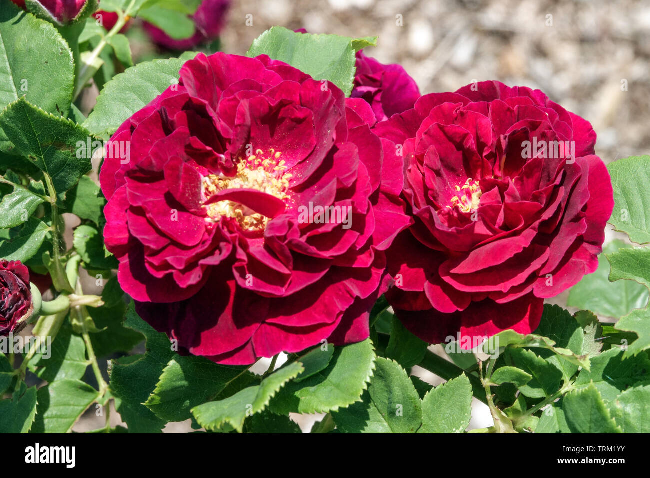 Climbing Rose, Rosa 'Souvenir du Docteur Jamain' Large blossoms Stock Photo