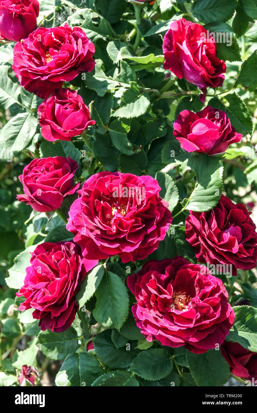 Climbing Rose, Rosa 'Souvenir du Docteur Jamain' Stock Photo